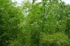 绿色叶子棕色（的）竹子棒成长