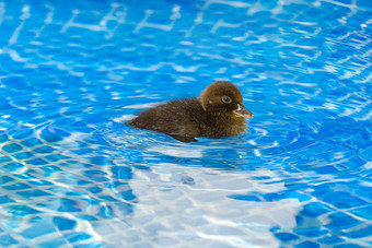 棕色（的）小可爱的小鸭子游泳池黑色的小鸭子游泳水晶清晰的蓝色的水阳光明媚的夏天一天