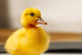 新生儿可爱的黄色的小鸭子关闭肖像黄色的小鸭子