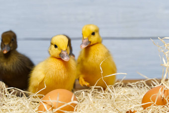 新生儿可爱的黄色的小鸭子关闭肖像黄色的小鸭子