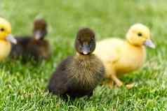 小新生儿小鸭走后院绿色草黄色的可爱的小鸭子运行草地场阳光明媚的一天