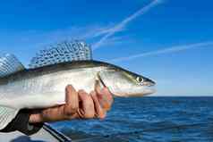 渔夫持有抓住了赞德派克鲈鱼手背景波罗的海海钓鱼抓释放概念赞德自由