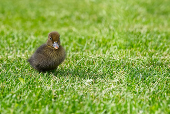 小新生儿小鸭走后院绿色草棕色（的）可爱的小鸭子运行草地场阳光明媚的一天