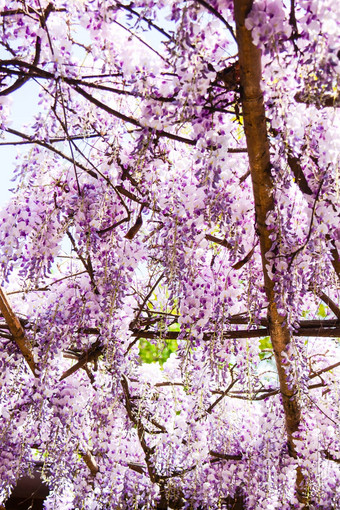 紫藤花背景