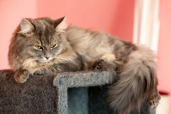 灰色的条纹毛茸茸的猫西伯利亚小猫绿色眼睛