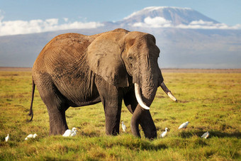 非洲布什大象学名Loxodonta非洲走稀树大草原