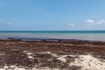 海滩受污染的海藻全球气候变暖