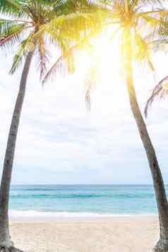 热带手掌树夏天海滩蓝色的天空太阳光