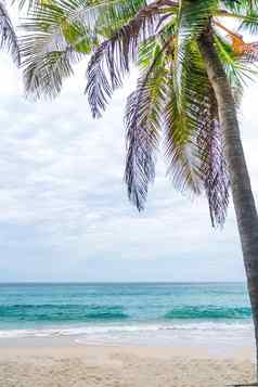 热带手掌树夏天海滩蓝色的天空太阳光