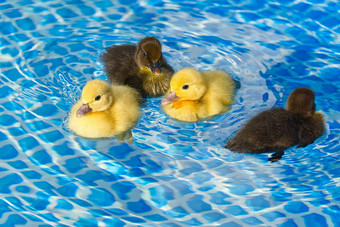 黄色的棕色（的）小可爱的小鸭游泳池黑色的黄色的小鸭子游泳水晶清晰的蓝色的水阳光明媚的夏天一天