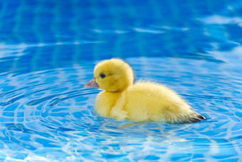 黄色的小可爱的<strong>小鸭子游泳</strong>池<strong>小鸭子游泳</strong>水晶清晰的蓝色的水阳光明媚的夏天一天