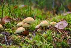 小浅色的蘑菇成长包围莫斯秋天