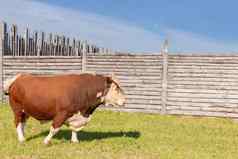 牛大牛环鼻子站在庄严地郁郁葱葱的夏天草地木栅栏牛奶牛放牧绿色草地景观水平象征星座标志金牛座