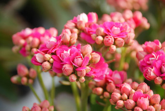 <strong>长寿</strong>植物粉红色的花<strong>长寿</strong>Blossfeldiana