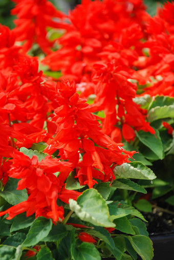 红色的鼠尾草Splendens红色的花植物黑色的托盘