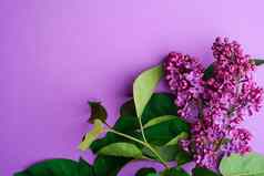 淡紫色花束花叶子最小的紫罗兰色的背景