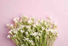 白色鼠耳草属繁缕花粉红色的背景前视图