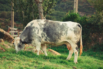 白色灰色牛吃草农场
