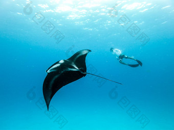 水下视图徘徊巨大的海洋外套雷外套比罗斯特里斯男人。免费的潜水蓝色的海洋看海底世界冒险浮潜之旅马尔代夫岛屿