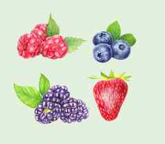 集野生浆果孤立的白色背景蓝莓黑莓树莓草莓关闭视图手画插图水彩插图现实的植物艺术