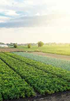 景观农业农业字段日益增长的食物农场空中视图美丽的农村农田agroindustry农业综合企业美妙的欧洲夏天农村风景
