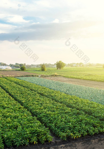 景观农业农业字段日益增长的食物农场空中视图美丽的农村农田agroindustry农业综合企业美妙的欧洲夏天农村风景