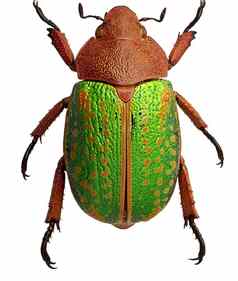 关闭绿色圣甲虫甲虫