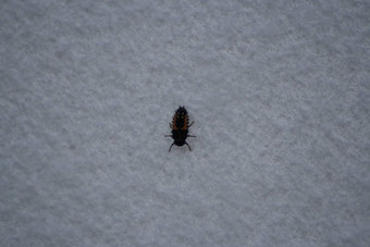甲虫白色背景