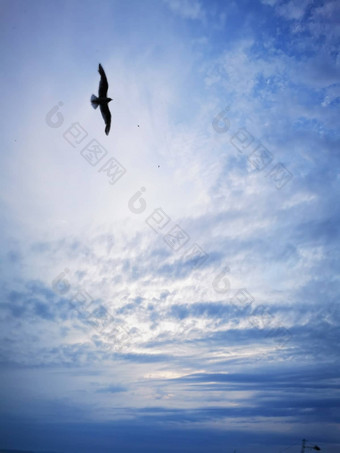 海鸥苍蝇湖巴拉顿湖海滩夏天晚上