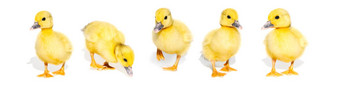 拼贴画可爱的黄色的小鸭孤立的白色背景全景新生儿婴儿鸭子横幅