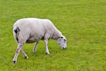 白色羊绿色草地草坪上看