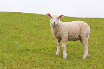 白色羊绿色草地草坪上看