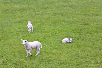 可爱的白色羊绿色草地草坪上