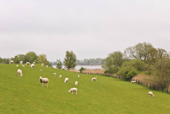 可爱的白色羊绿色草地草坪上德国