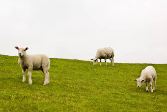 可爱的白色羊绿色草地草坪上