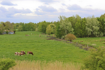 景观牛牧场sehestedt玉瓦瑟马施德国
