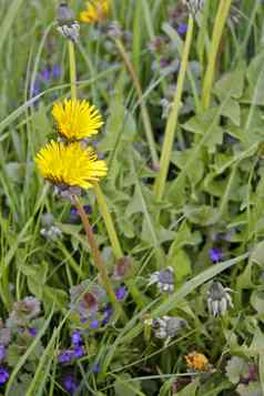 蒲公英花朵美丽的色彩斑斓的春天草地玉德国