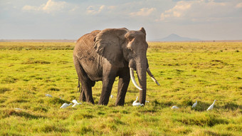 非洲布什大象学名Loxodonta非洲走稀树大草原