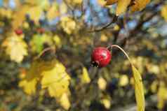 关闭成熟的红色的浆果分支机构玫瑰臀部树金叶子