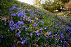 补丁小蓝紫色花草坪上