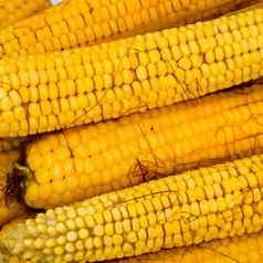 煮熟的玉米铝托盘玉米特写镜头玉米黄色的煮熟的年轻的玉米美味的食物