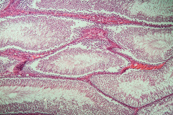 老鼠睾丸精子组织交叉部分