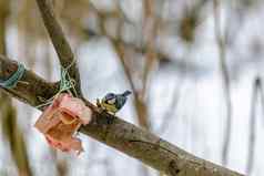 森林鸟生活喂食器冬天