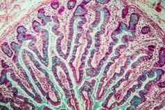 小肠绒毛显微镜