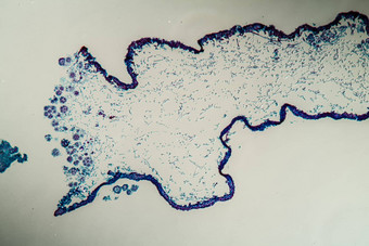 横截面地底共生生物身体