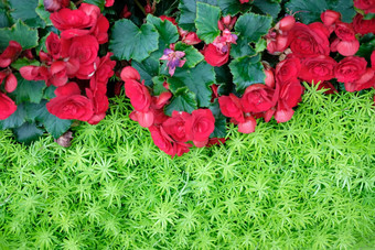 绿色自然叶子植物红色的<strong>秋海棠</strong>属植物花自然纹理