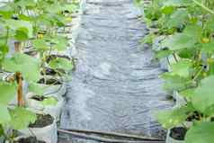 瓜植物日益增长的绿色房子农场