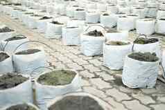 土壤肥料种植袋日益增长的植物幼苗
