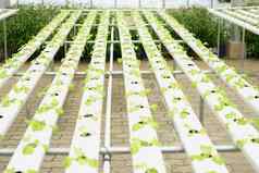 生菜蔬菜日益增长的植物托儿所水培法农场