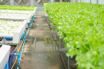 生菜蔬菜日益增长的植物托儿所水培法农场